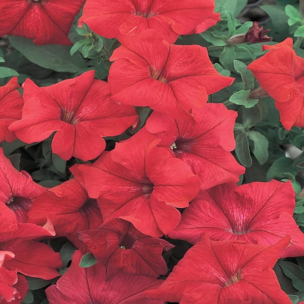 Unbranded 1.25 Gal. Pretty Grand Red Petunia Hanging Basket