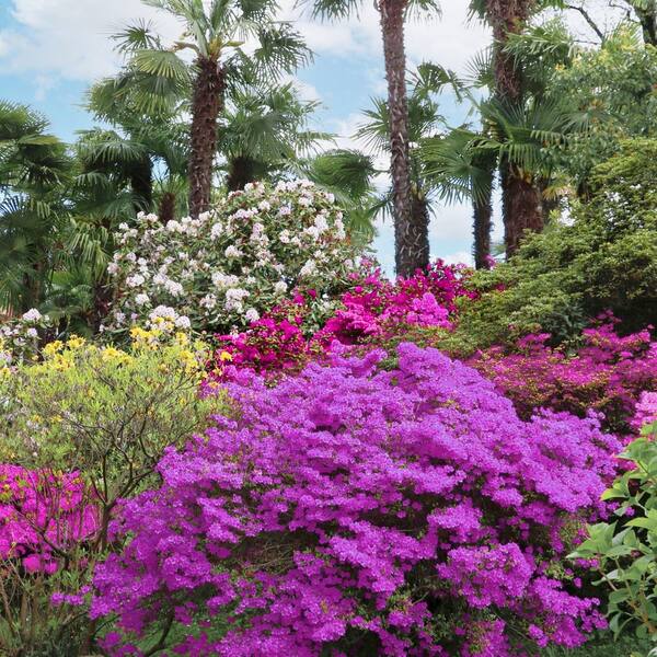 national PLANT NETWORK 1 Gal. Azalea Poukhanense Compacta