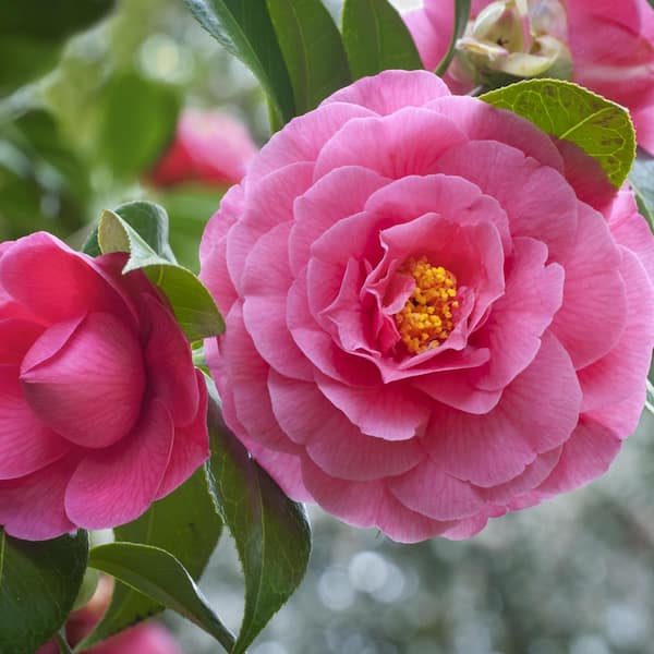 national PLANT NETWORK 3 Gal. Camellia Shi Shi Shrub with Pink