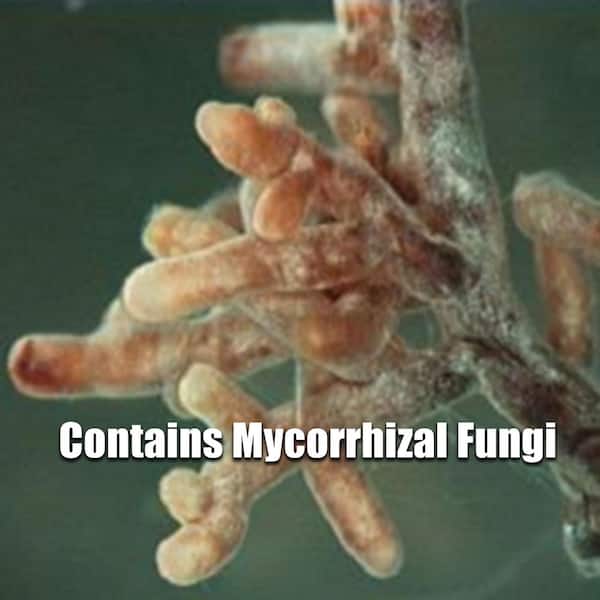 TRACY.FUNGUS 完売間近！！ Amazon.com : Toenail Fungus Treatment Extra Strength - Fungi