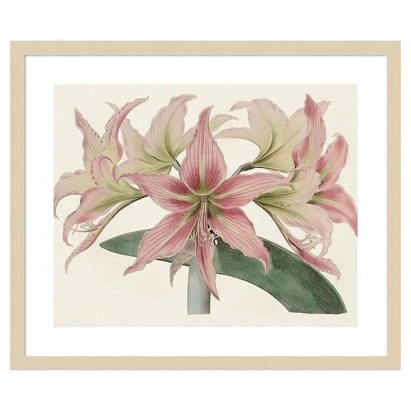 Amanti Art Amaryllis Varietals I by Bette Ridgeway 1-Piece Framed Giclee Nature Art Print 21 in x 25 in