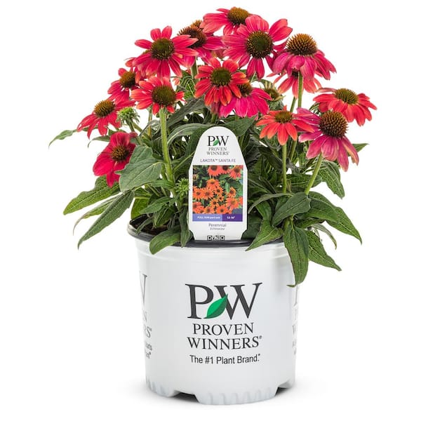 Unbranded 2.5 qt. Proven Winners Echinacea Lakota Fire Cone Flower Plant (2-Pack)