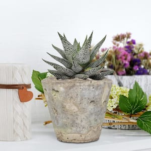 4 in. Haworthia with Unique Blossoms in Decorative Stone Container (3-Pack)
