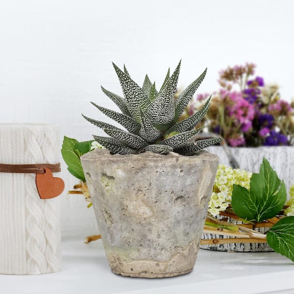 national PLANT NETWORK 4 in. Haworthia with Unique Blossoms in Decorative Stone Container (3-Pack)