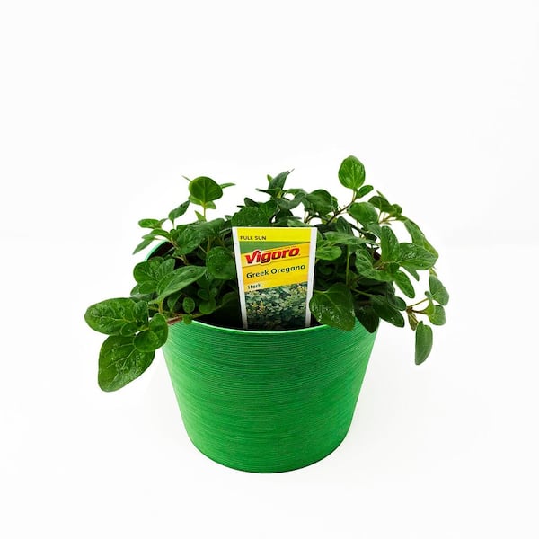Pure Beauty Farms 1.5 Qt. Herb Plant Greek Oregano in 6 In. Deco Pot