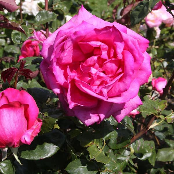 BLOOMABLES Bareroot Scentables Dee-Lish Hybrid Tea Rose Bush with