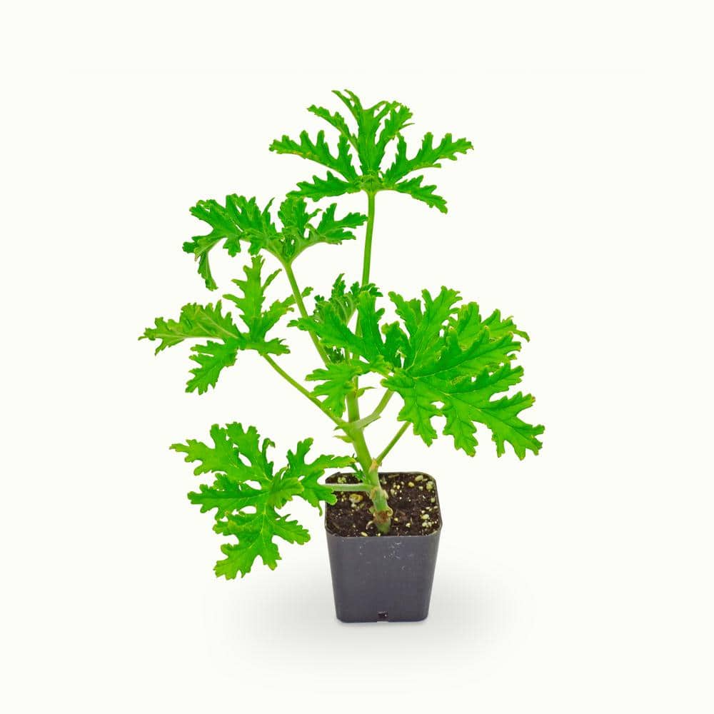 2 In. Pot Citronella Live Plant, Green Foliage