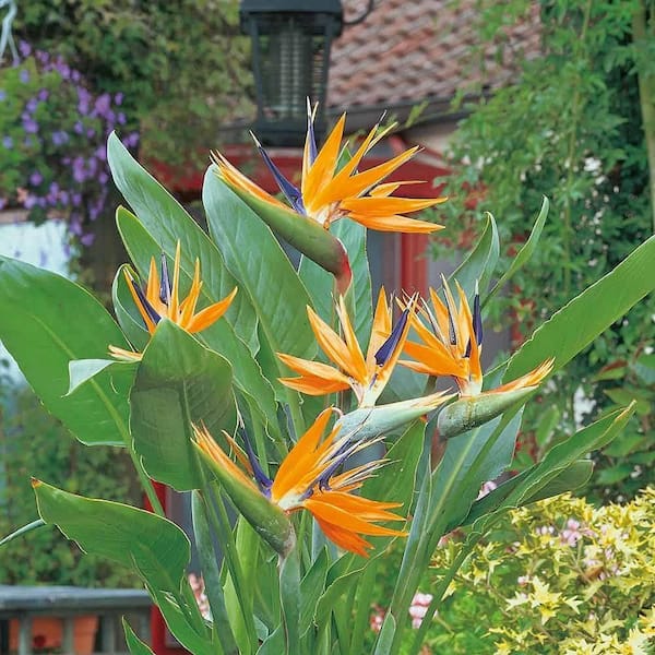 Wekiva Foliage Giant White Bird of Paradise-3 Live Plants in 6 in.  Pots-Strelitzia Nicolai-Stunning Tropical Evergreen Plant GiWhiBiP6x3