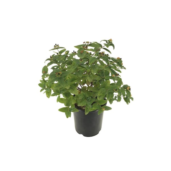Unbranded Saint John's Wort Hypericum Glory Live Plant