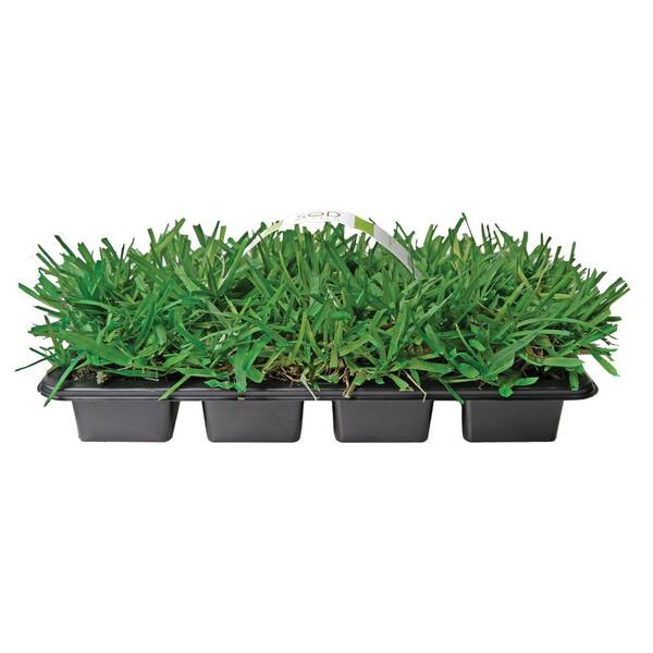 Sodpods St Augustine Floratam Grass Plugs 64 Count Natural Affordable Lawn Improvement Spsaf64 The Home Depot