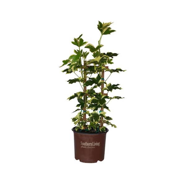 3 Gal. Angyo Star Fatshedera, Live Evergreen Shrub, Green Foliage With White Edges