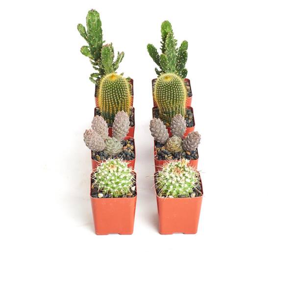 Home Botanicals Assorted Cactus (8-Pack)