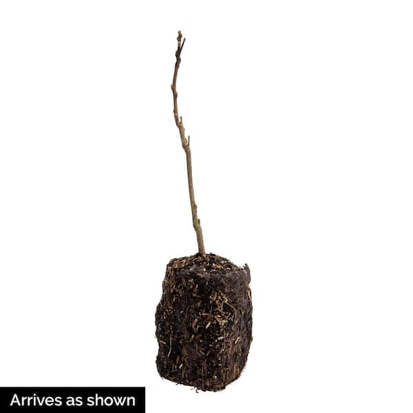 Goldflame Honeysuckle (Lonicera) Vine, Live Bareroot Shrub, Flowers Pink (1-Pack)