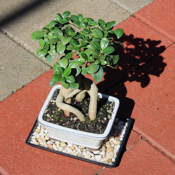 Close Up View Of A Beautiful Bonsai Ficus Ginseng In A, 52% OFF
