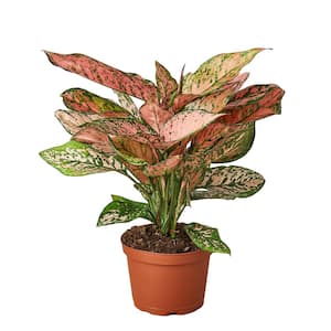 Lady Valentine Chinese Evergreen Aglaonema Plant in 6 in. Grower Pot