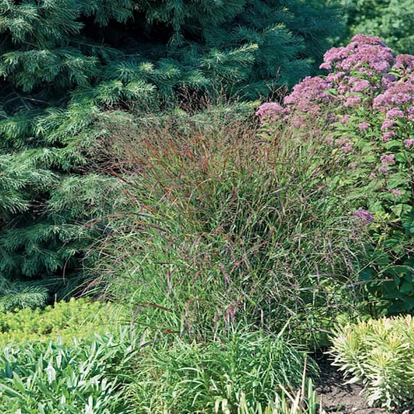 BELL NURSERY 1 Gal. Panic Switch Grass