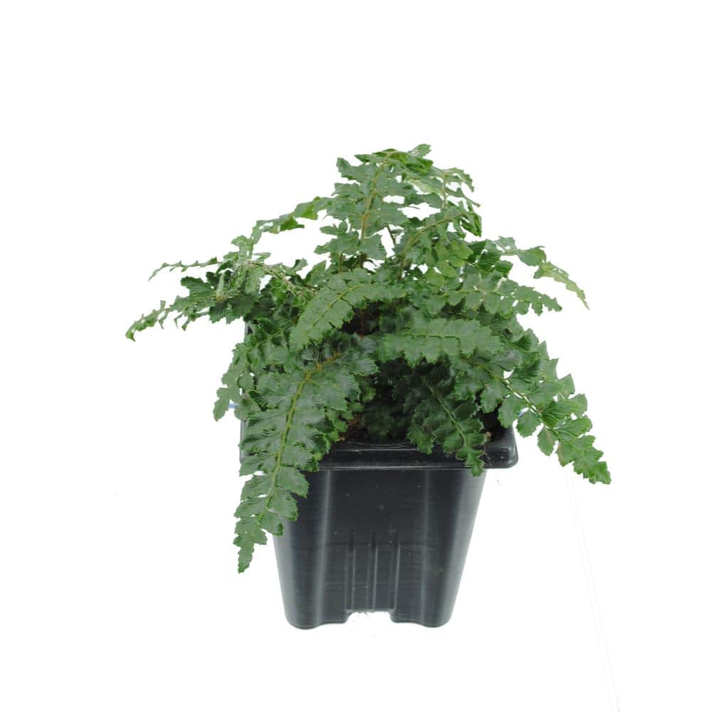 Perennial Polystichum Polyblepharmum Tassel Fern 1.0 Qt.