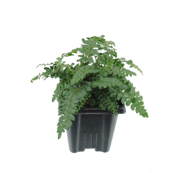 Unbranded 1.0 qt. Fern Polystichum Polyblepharmum Tassel Perennial (2-Pack)