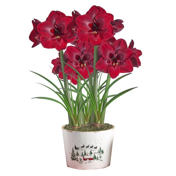 Gardens Alive! Carmen Red Flowering Amaryllis (Hippaestrum) 3 Bulb Holiday Gift Kit, Planted in a Decorative 9 in. Pot