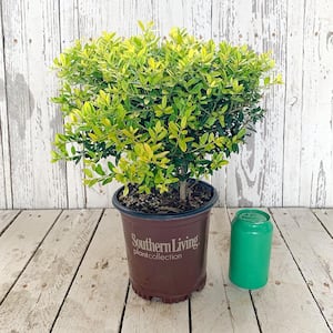 2.5 Qt. Touch of Gold Holly, Evergreen Shrub with Bright Golden