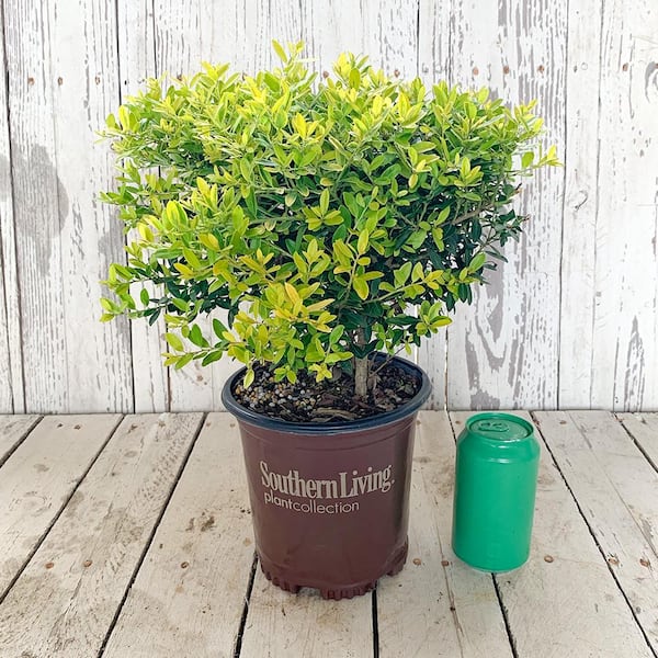 SOUTHERN LIVING 2.5 Qt. Touch of Gold Holly, Evergreen Shrub with Bright Golden