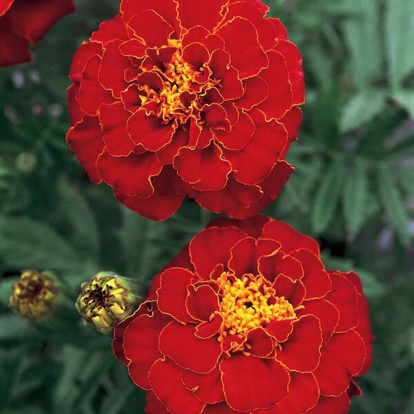 Marigold mature width