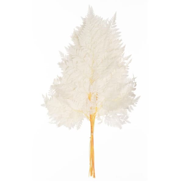 Uniquewise 17 in. Preserved Real Alpine Fern Leaves Vase Fillers with Stems for Dried Flower Arrangements Wedding Bouquets, White