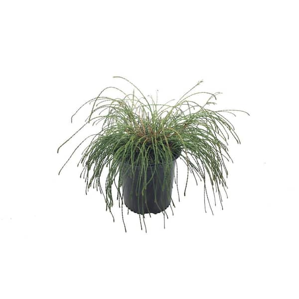 Arborvitae/Western Red Cedar (Thuja Plicata) Whipcord 20749 - The Home Depot