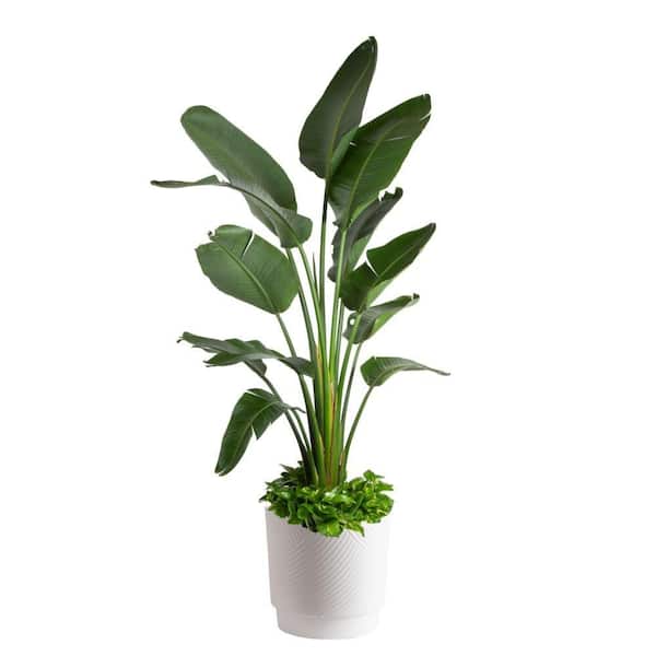 Costa Farms 13 in. White Bird of Paradise Strelitzia Nicolai with Pothos  Epipremnum Aureum Plants in Planter Decor Pot 3.50GPMIXEPOSTR2 - The Home  Depot