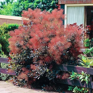 2.25 Gal. Pot Royal Purple Smoketree (Cotinus), Live Deciduous Shrub with Purple Foliage (1-Pack)