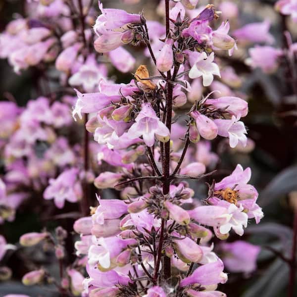 Spring Hill Nurseries Dakota Verde Bearded Tongue (Penstemon) Dormant Bare Root Perennial Plant (1-Pack)