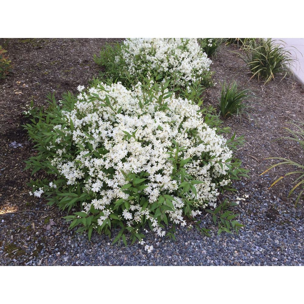 romero plant Roman Beauty Rosemary – Plant Detectives main image 0