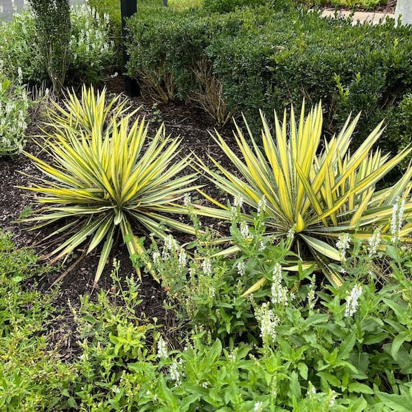 OnlinePlantCenter 10 in. Color Guard Yucca Shrub with Creamy White