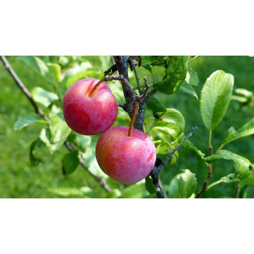 その他 street no.233 234 235 236 237 271 FRUiTS H&H Fruits and Grocery | The Village View