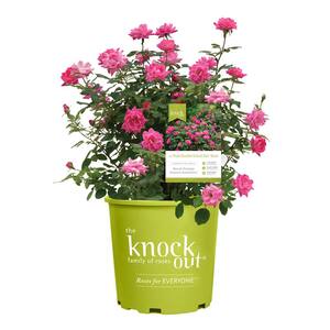 3 Gal. The Pink Double Knock Out Rose Bush with Pink Flowers
