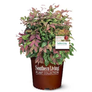 SOUTHERN LIVING 2 Gal. Blush Pink Nandina, Live Evergreen Shrub