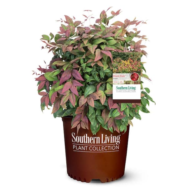 SOUTHERN LIVING 2 Gal. Nandina Blush Pink Shrub with Pink and Red Foliage