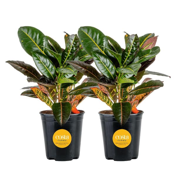 Croton Petra Indoor Plant in Grower's Pot, Average Shipping Height 1-2 ft. Tall (2-Pack)