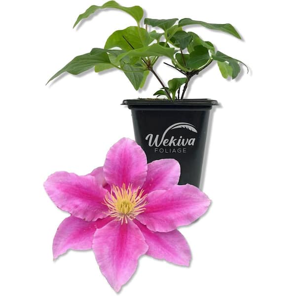 Wekiva Foliage Clematis Vicki-Live Starter Plant in a 2 Inch Growers Pot-Starter Plants Ready for The Garden