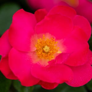 2 Qt. Bloomables Brick House Pink Rose Bush with Fluorescent Pink Flowers in Stadium Pot