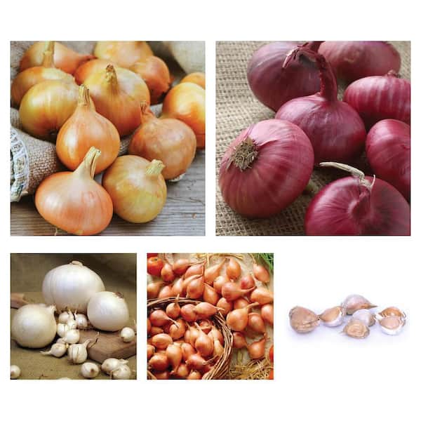 Onion Sets Yellow, Red, White, Shallots, Garlic