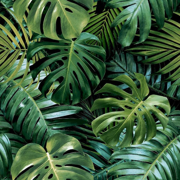 Harlynn Green Monstera Wallpaper Sample