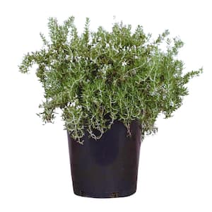 #5 container Creeping Rosemary Plant