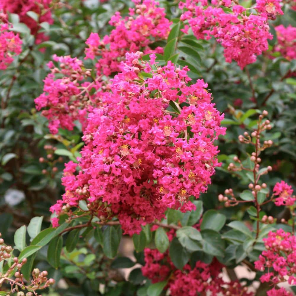 Miami Pink Flowering Deciduous Crepe Myrtle Shrub, 3 Gallon