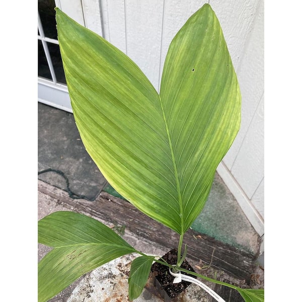 Ernest August's Palm-Understory Fishtail Palm-3 Live Plants in 4 in. Growers Pots-Chamaedorea Ernesti Augusti