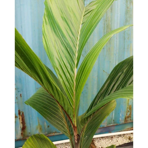 Wekiva Foliage OBI Island Palm-Live Plant in a 3 Gallon Growers  Pot-Hydriastele Beguinii-Ornamental Palms of Florida OBIPalm3gx1 - The Home  Depot