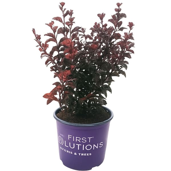 #03 Container- Crepe Myrtle Lagerstroemia 'Lunar Magic' Shade Tree (1-Pack)