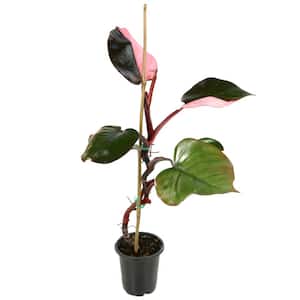 4 in. Pink Princess Philodendron Plant in Grower Container (1-Piece)