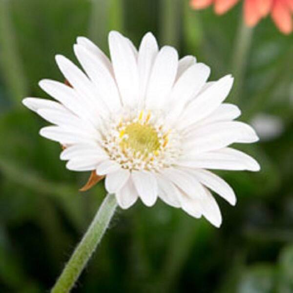 Unbranded 2 Gal. White Drakensberg Daisy With Yellow Centered Blooms, Live Perennial Plant