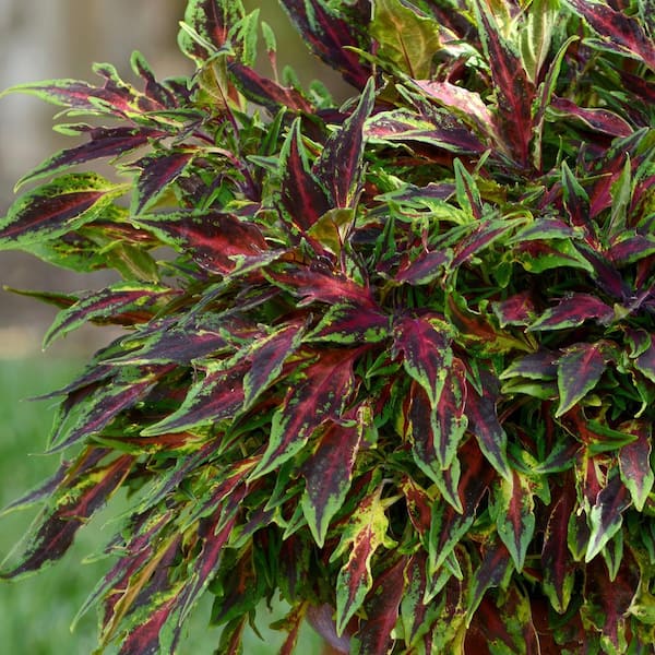 national PLANT NETWORK 2.5 in. Coleus Flame Thrower Chili Pepper Annual Plant (3-Pack)